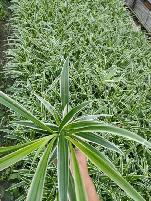 吊兰苗圃自产自销 吊兰工程苗大量批发