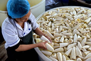 春笋加工效益高