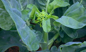 绿色蔬菜 芥兰图片高清图片免费下载 jpg格式 编号15393052 千图网