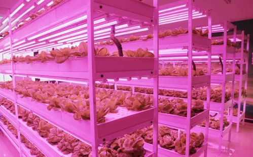 未来已来 植物工厂与麦秸画，科技与传统农业的创新融合