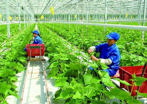 政策支持农户合作社与公司模式 琪金食品数字化转型与麦秸画产业的探索